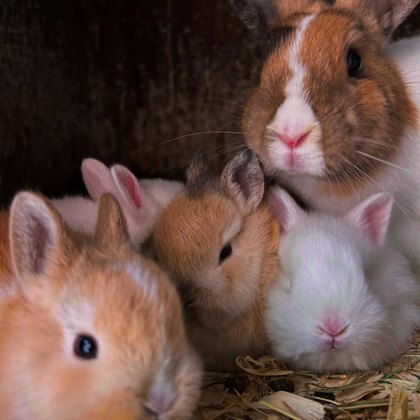 Animais da Quinta Pedagógica
